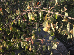Styrax officinalis