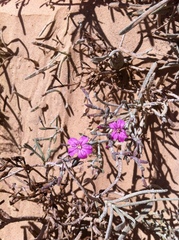 Limoniastrum guyonianum