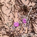 Limoniastrum guyonianum - Photo (c) Muriel Bendel, μερικά δικαιώματα διατηρούνται (CC BY-NC), uploaded by Muriel Bendel