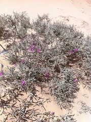 Limoniastrum guyonianum