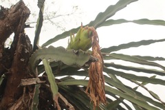 Selenicereus costaricensis