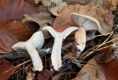 Lactarius subdulcis