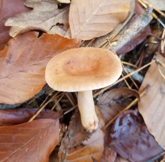 Lactarius subdulcis