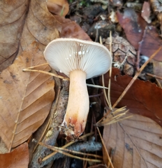 Lactarius subdulcis