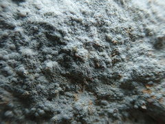 Lecanora rupicola