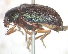 Talurus tortonesi
