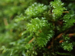 Plagiomnium venustum