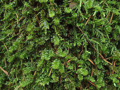 Plagiomnium venustum