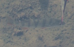 Perca fluviatilis