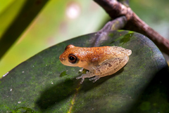 Dendropsophus haddadi
