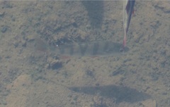 Perca fluviatilis