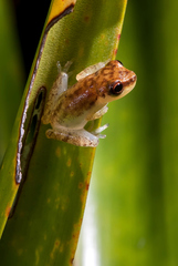 Dendropsophus haddadi