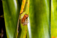 Dendropsophus haddadi