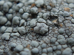 Lecanora rupicola