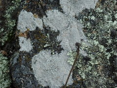 Lecanora rupicola
