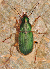 Chlaenius olivieri