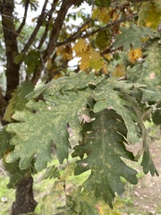 Quercus