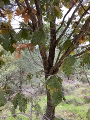 Quercus