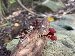 Cruentomycena viscidocruenta