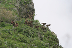 Theropithecus gelada