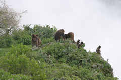 Theropithecus gelada