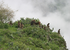 Theropithecus gelada