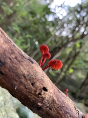Cruentomycena viscidocruenta