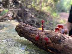 Cruentomycena viscidocruenta
