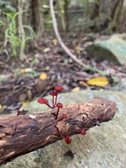 Cruentomycena viscidocruenta