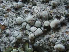 Lecanora rupicola