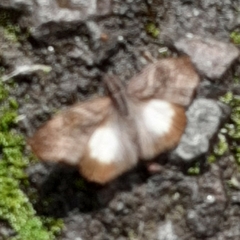 Theagenes aegides