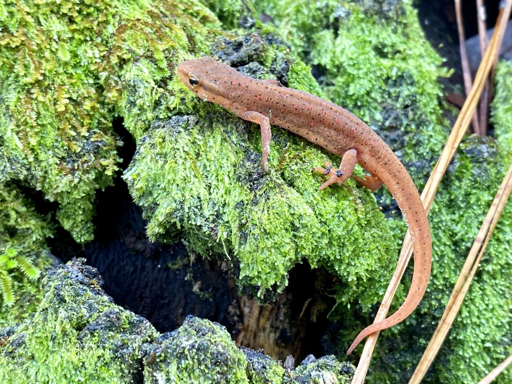 Eastern Newt from Francis Marion National Forest, Jamestown, SC, US on ...