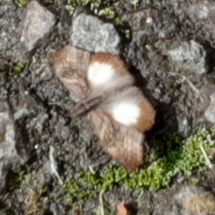 Theagenes aegides