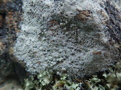 Lecanora rupicola