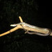 Usambara Green Snake - Photo (c) John Lyakurwa, some rights reserved (CC BY), uploaded by John Lyakurwa