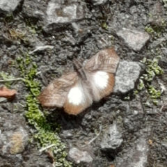 Theagenes aegides