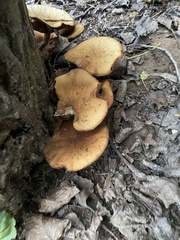 Armillaria mellea