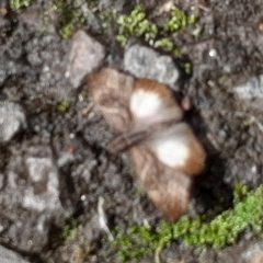 Theagenes aegides