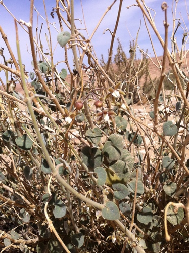 Pergularia tomentosa