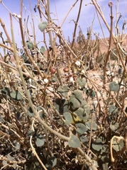 Pergularia tomentosa