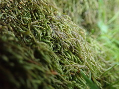 Scleropodium cespitans