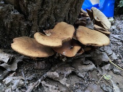 Armillaria mellea