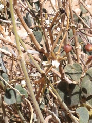 Pergularia tomentosa