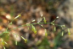 Silene chlorantha