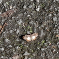 Theagenes aegides