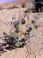 Pergularia tomentosa
