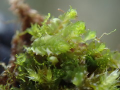 Lophoziopsis excisa