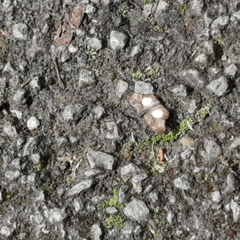 Theagenes aegides