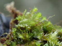 Lophoziopsis excisa