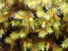 Hedwigia stellata